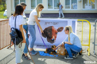 В Центральном парке Тулы проходит фестиваль помощи животным, Фото: 24