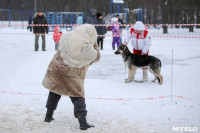 В Туле прошла Всероссийская выставка собак, Фото: 19