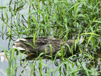 В Платоновском парке дохнут утки и рыба, Фото: 1