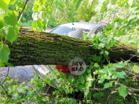 Упало дерево на машины, Фото: 12