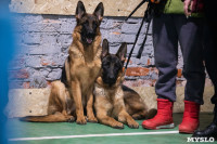 Выставка собак в Туле, Фото: 143