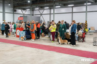 Сиба-ину, шпицы и алабаи: в Туле состоялась выставка собак, Фото: 9