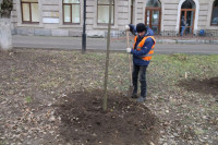Вдоль веломаршрута «Лев Толстой» начали высаживать липы, Фото: 9