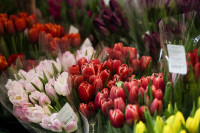 Леруа Мерлен Цветы к празднику, Фото: 51