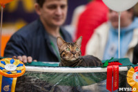 Международная выставка кошек, Фото: 80
