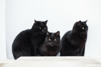 Коты и кошки в Туле, Фото: 10