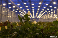 Миллион разных роз: как устроена цветочная теплица, Фото: 2