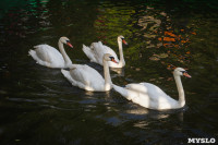 Запуск лебедей в верхний пруд Центрального парка Тулы, Фото: 24