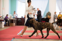 Выставка собак в ДК "Косогорец", Фото: 61