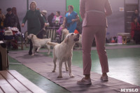 Выставка собак в Туле 24.11, Фото: 24