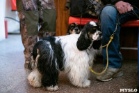Выставка собак в Туле, Фото: 117