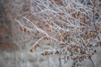 Тульский ноябрь, Фото: 12