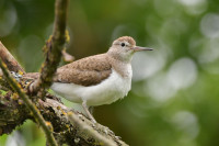 Фотографии дикой природы Даниила Маликова., Фото: 6