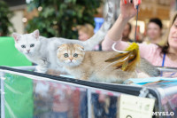 Выставка кошек клуба "Белиссима", Фото: 53