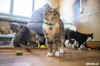 Волонтеры спасли кошек из адской квартиры, Фото: 37