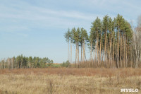 посадка леса в Одоевском лесничестве, Фото: 3