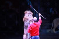 Новая программа в Тульском цирке «Нильские львы». 12 марта 2014, Фото: 24