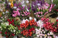Леруа Мерлен Цветы к празднику, Фото: 64