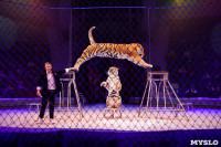 Премьера новогоднего шоу в Тульском цирке, Фото: 65