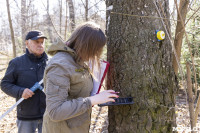 Кто и как решает, какие деревья нужно удалять в Центральном парке Тулы, Фото: 26