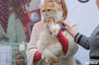 Выставка кошек в Туле, Фото: 39