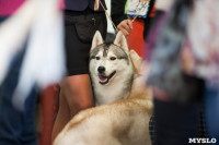 Выставка собак в Туле, 29.11.2015, Фото: 110