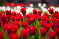 В Туле расцвели тюльпаны, Фото: 25