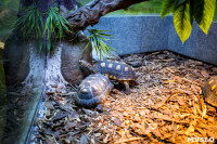 Черепахи в экзотариуме, Фото: 40