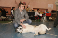 В Туле прошла всероссийская выставка собак, Фото: 12