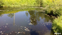 В реке Воронке отравили рыбу?, Фото: 3