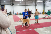 Сиба-ину, шпицы и алабаи: в Туле состоялась выставка собак, Фото: 37