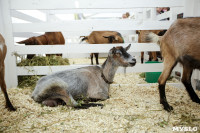 Выставка коз в Туле, Фото: 11