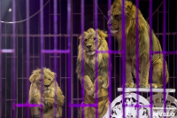 Шоу фонтанов «13 месяцев» в Тульском цирке – подарите себе и близким путевку в сказку!, Фото: 66