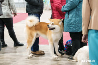 Сиба-ину, шпицы и алабаи: в Туле состоялась выставка собак, Фото: 56