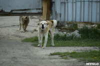 Бродячие собаки погубили рассаду тулячки и довели ее до сердечного приступа, Фото: 13
