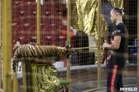 Фитнес для тигрят: как воспитываются будущие звезды цирка?, Фото: 18