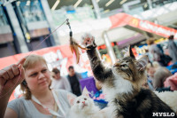 Выставка кошек "Конфетти", Фото: 91