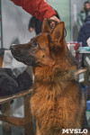 Выставка собак в Туле 26.01, Фото: 60