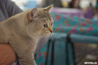 Выставка кошек в ГКЗ. 26 марта 2016 года, Фото: 62