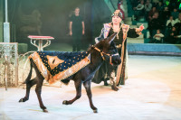 "Чудеса под Новый год" в Тульском цирке, Фото: 62