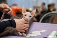 В Туле прошла выставка «Пряничные кошки» , Фото: 73