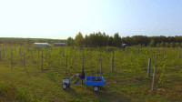 Виноград с южных склонов Дубны: как работает необычная семейная ферма в Тульской области, Фото: 38