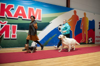 В Туле прошла выставка собак всех пород, Фото: 102