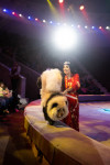 Успейте посмотреть шоу «Новогодние приключения домовенка Кузи» в Тульском цирке, Фото: 107