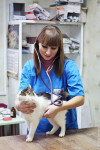 В какой ветеринарной клинике  лечить своего питомца, Фото: 1