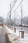 «Зачем сажать деревья под провода?»: туляков волнует судьба саженцев на улице Тимирязева , Фото: 3