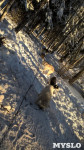 Зимний поход с собаками, Фото: 47