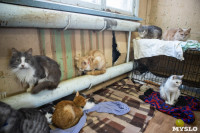 Волонтеры спасли кошек из адской квартиры, Фото: 19
