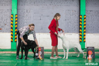 Выставка собак в Туле, Фото: 31