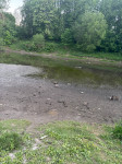 В Туле неожиданно обмелел пруд в Рогожинском парке, Фото: 7